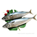 Frozen Pacific Mackerel Fish 20 And 25